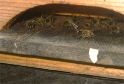 Bienenvlker in Bonn- das Flugloch