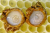 Hier finden Sie weitere Informationen zum Bienenprodukt: Gelée Royale