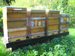 Am Bienenstand der Bonner Imkerei von Rainer Seifert Am Bienenstand der Bonner Imkerei von Rainer Seifert